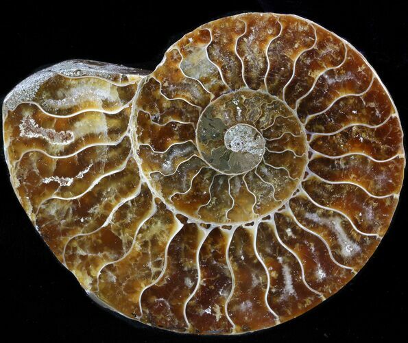 Agatized Ammonite Fossil (Half) #39625